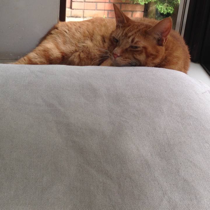 C3684a61 2d30 40f4 9590 ca1962818898