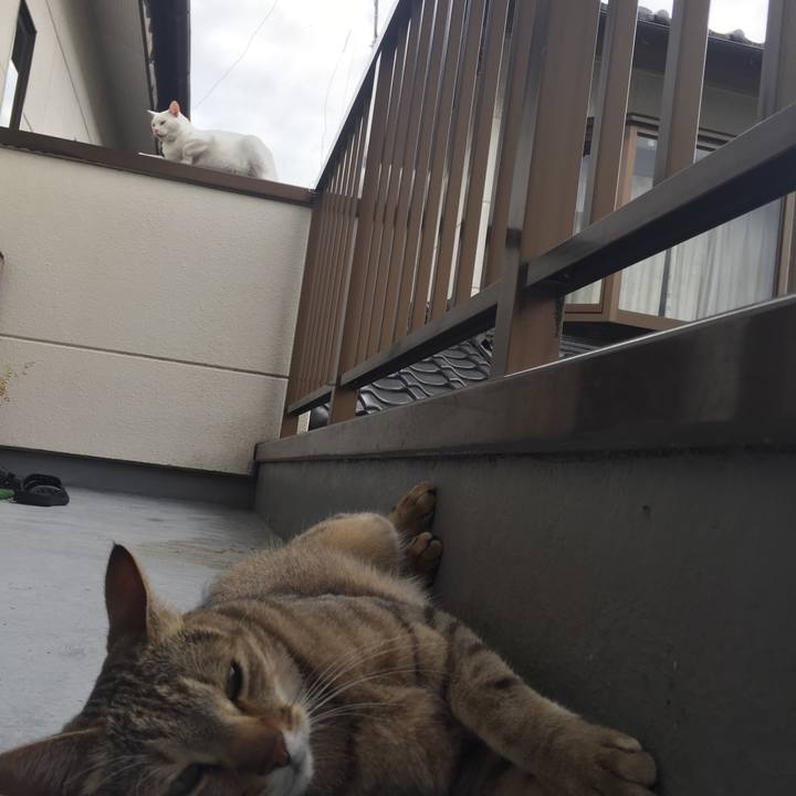 C36a93c4 2665 418a 8474 5aa3746e1341