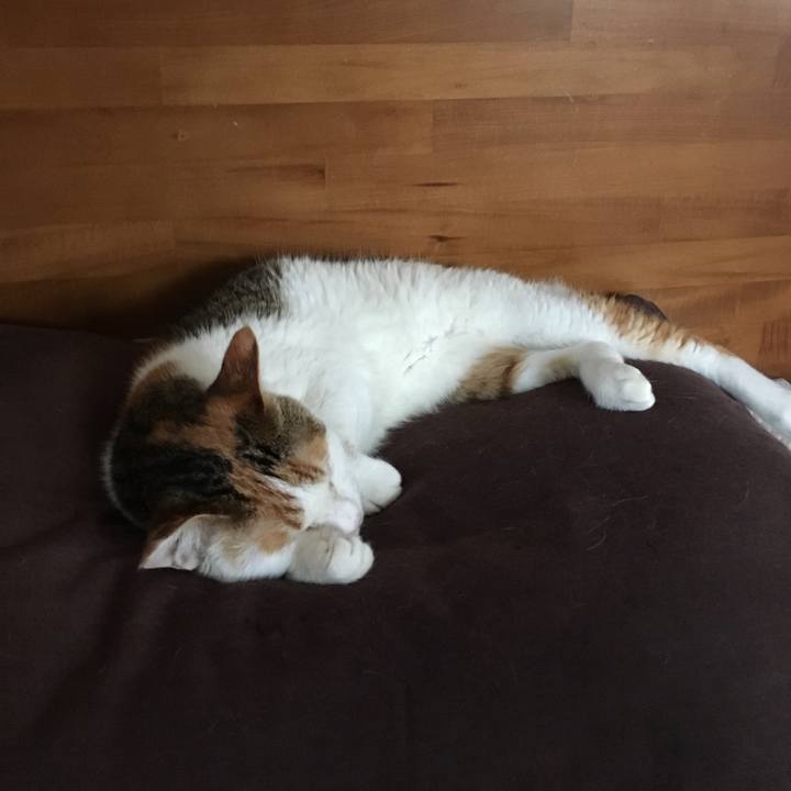 C3735d69 646c 4ba1 9911 9588a789cce6