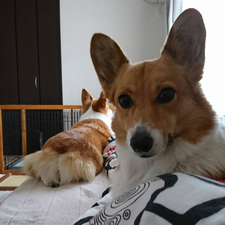 C386e87f c50a 4303 95d4 8d40668755ca