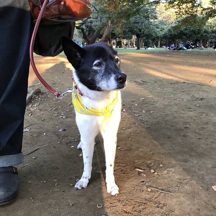 C38c4494 2334 4092 b48c a9927eafc11b