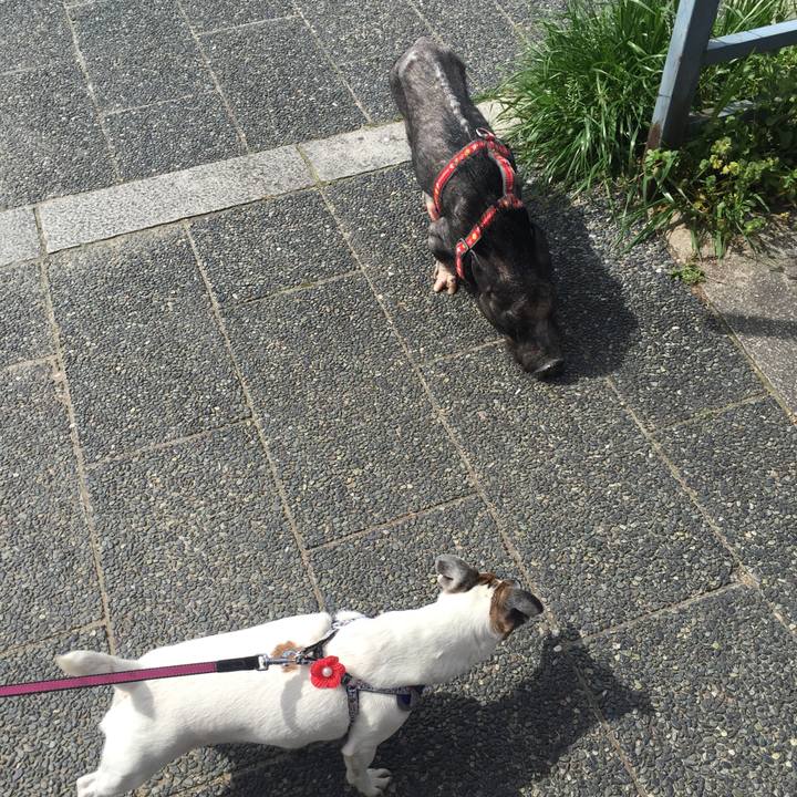 C39669d9 5de1 4a8f ae0c 8daa6b8dedfc