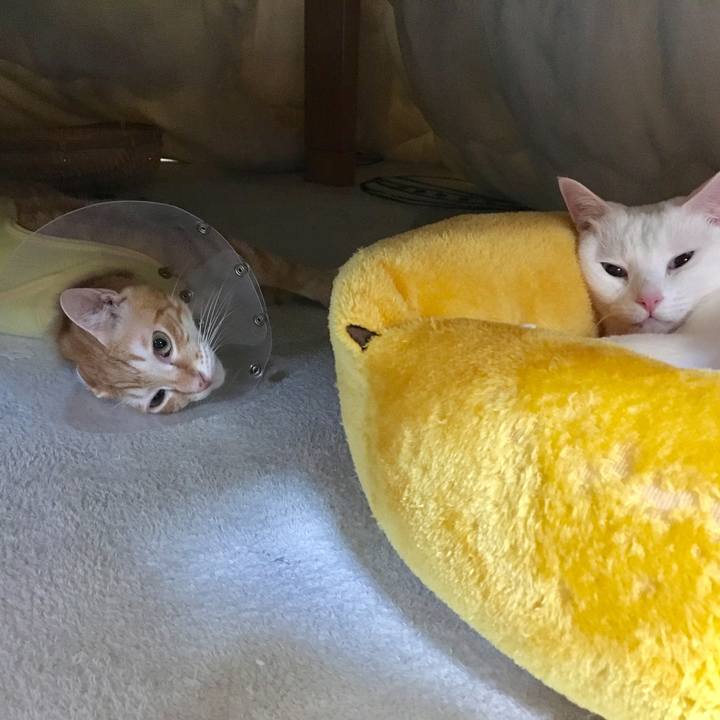 C397aff2 1c6d 44f8 9774 0b63971e6a4b