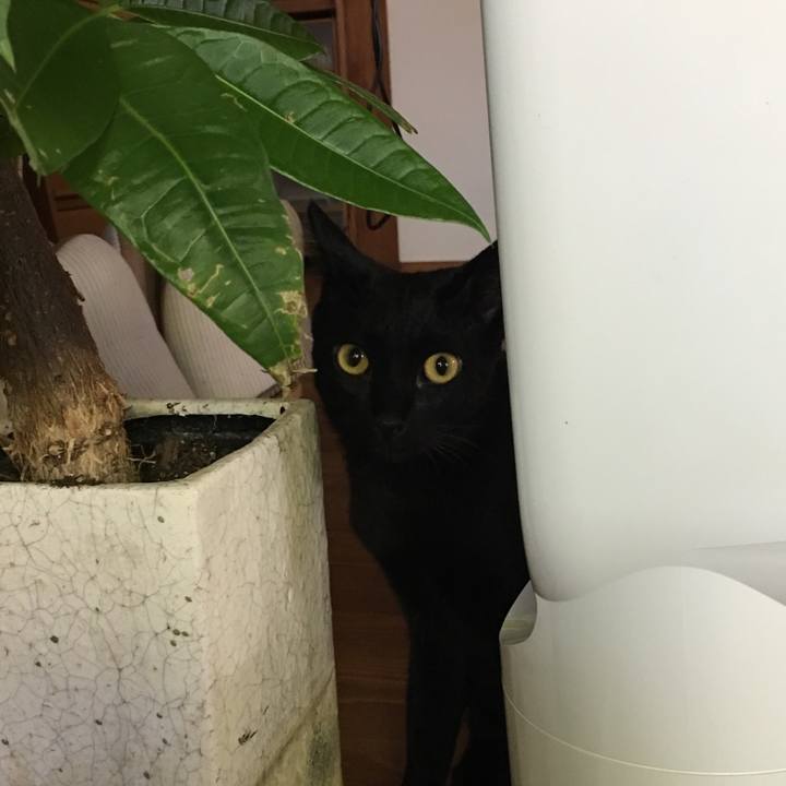 C39e60d2 93da 434c 940e 16d868ae5696