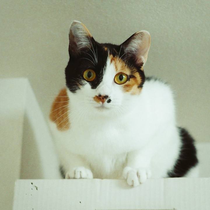 C39e87cc e768 4714 9002 89675ed9c0f5