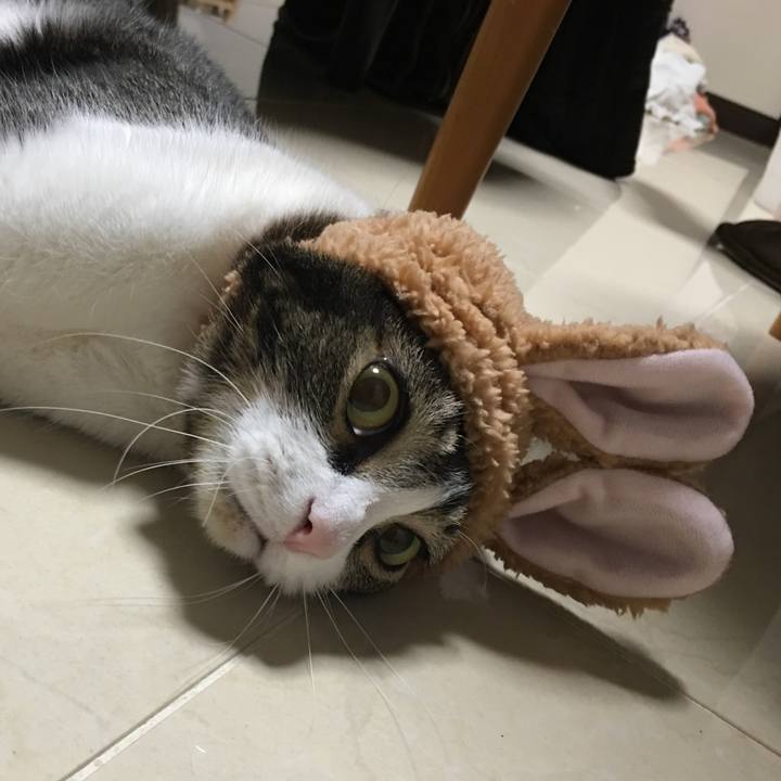 C3ab3056 f91e 4343 94e0 7d140b24e597