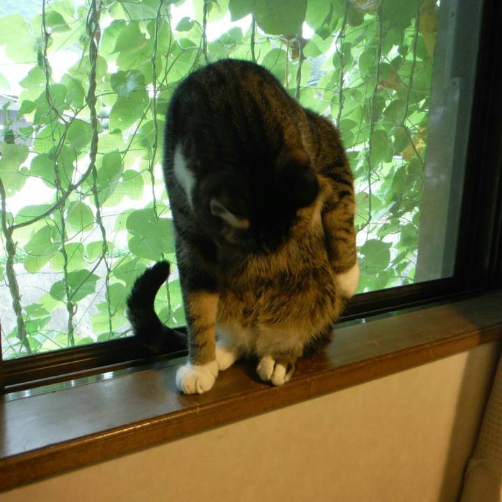 C3ac0c06 42fd 4594 ac2d c5460419c8ed