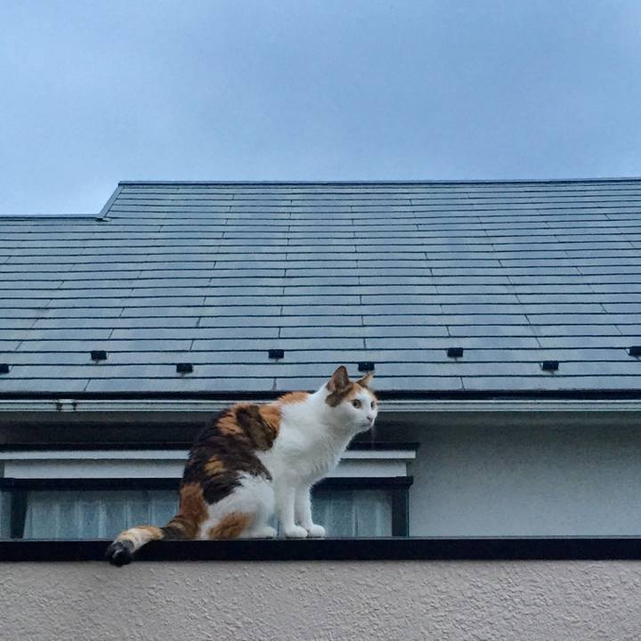 C3c404f7 0bf3 4378 b5b6 f36aee3002c9