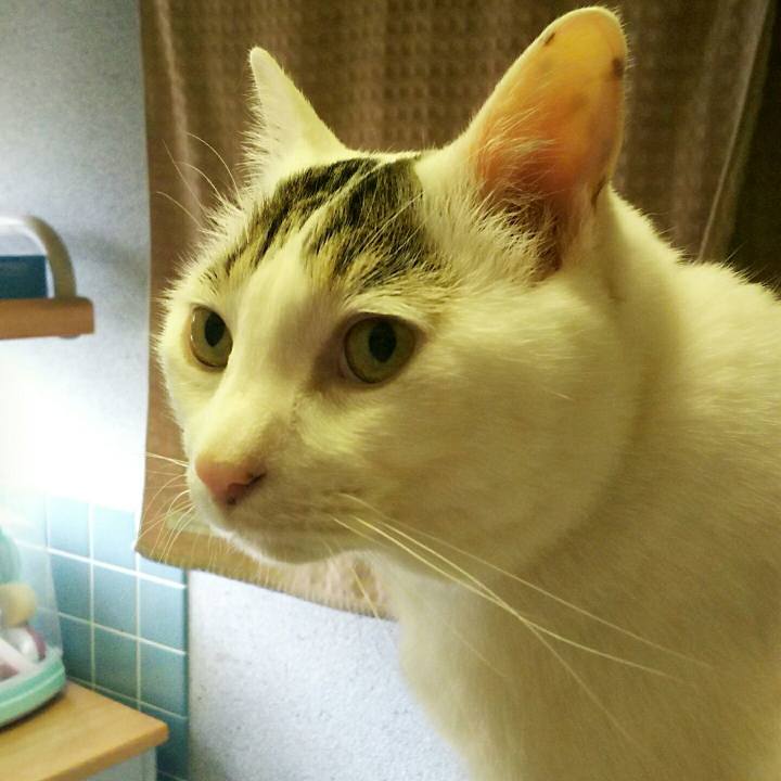 C3c84a93 bbd2 4796 9e3a b1a080778f1f