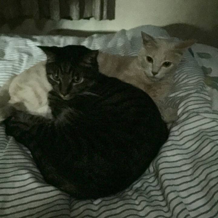 C3cf304d 55b1 4ecd ba2b f60635f5a626