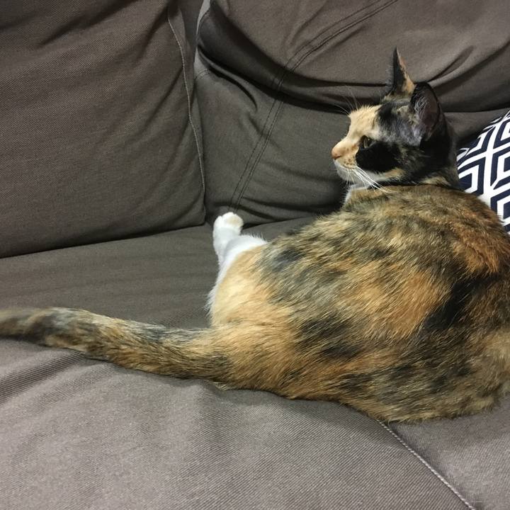 C3dc2cc6 33ce 410f abcc f0018447e553