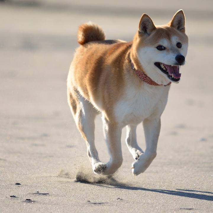 C3e22066 b522 4c74 b264 678699db89d8