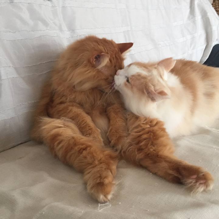 C3e44205 b43e 4717 ae5b b7f34ee3de4c