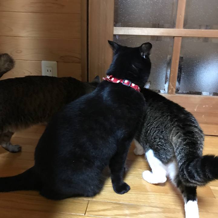 C3ea8a6d 5d86 43b6 9e41 172773a13a51