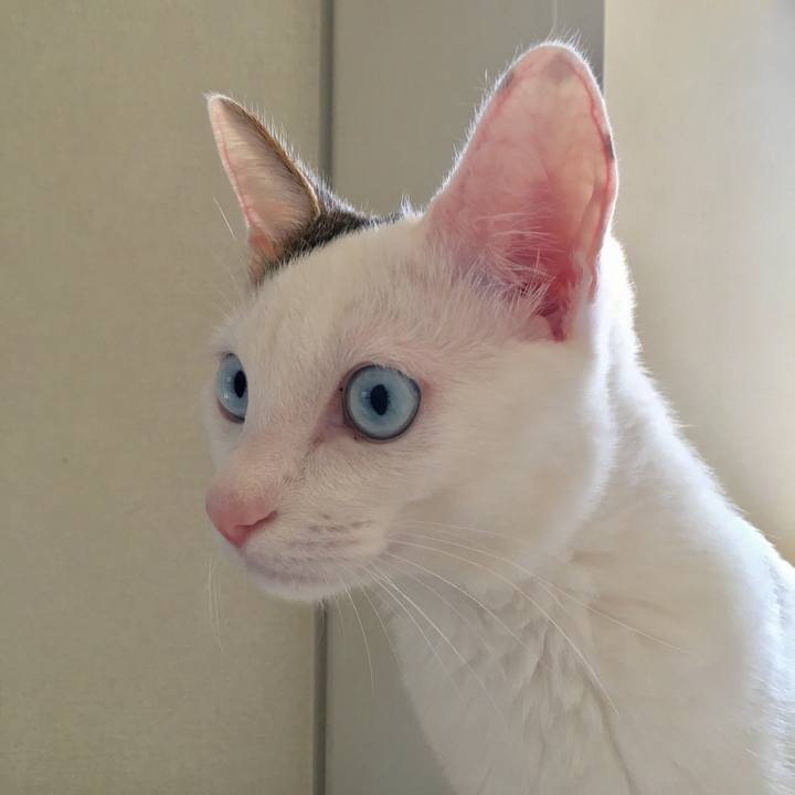 C3ecb821 7342 4e8c 81c0 d8f9b1bff406