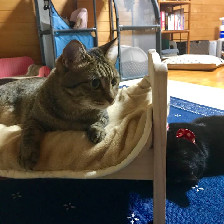 C3edeb8a d6c6 4f16 a705 847c86109c00