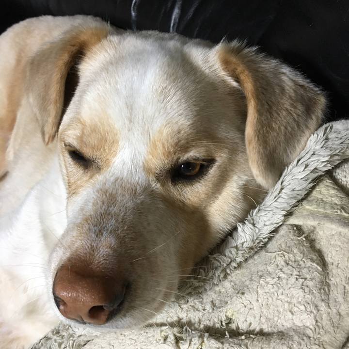 C3f372fc acbc 4f28 82fc 21bf106a48fd