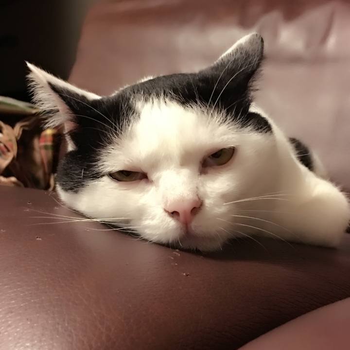 C3fa686f 1a9e 4e8e af55 94006d04721a