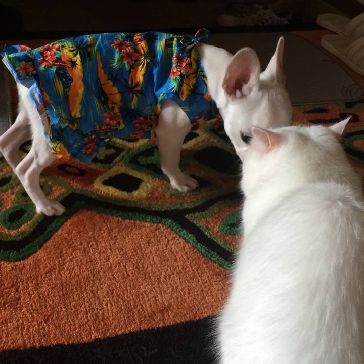 C3ffdacb 521e 4fd0 9cca f9ba78e2b426