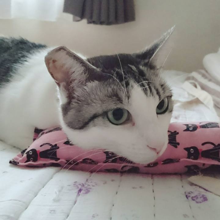 C406fb48 baad 4403 bce7 2e1314c42e0b