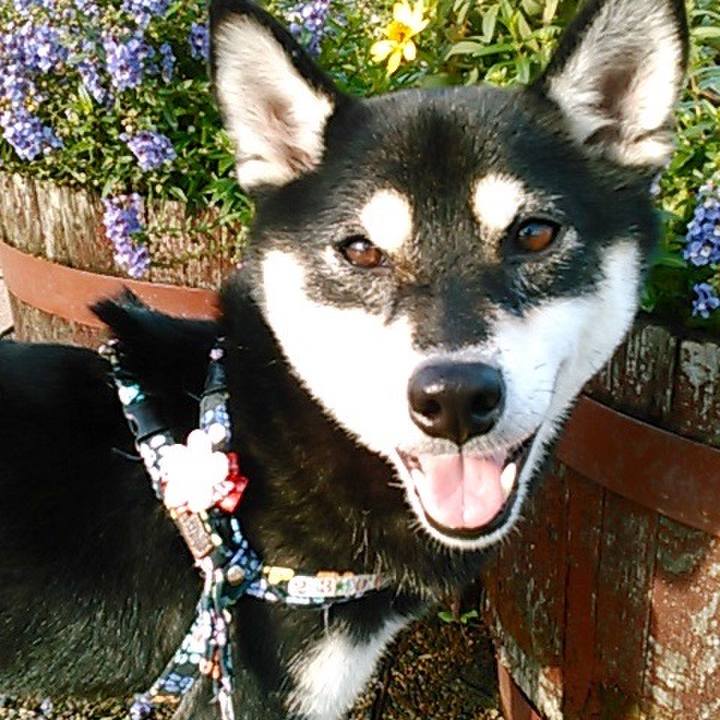 C40ad39f fe9d 4da2 b8ef ac909989ef9a