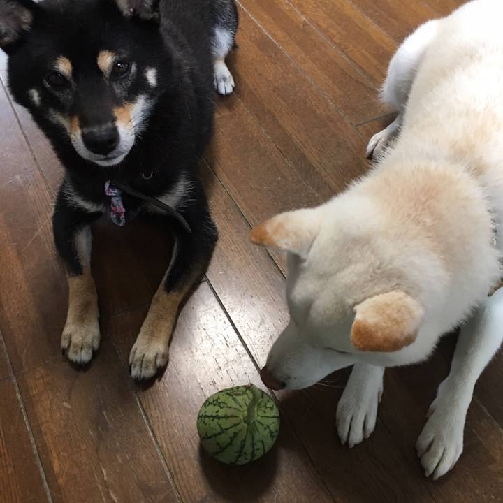 C4121711 3cd5 48ce b1d4 2f4cfc4ed1d5