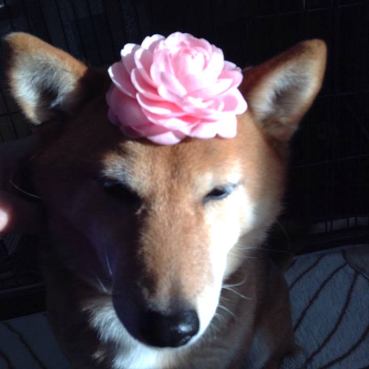 C414e5dc 97da 4d5f 83f6 9867ea5bc58d