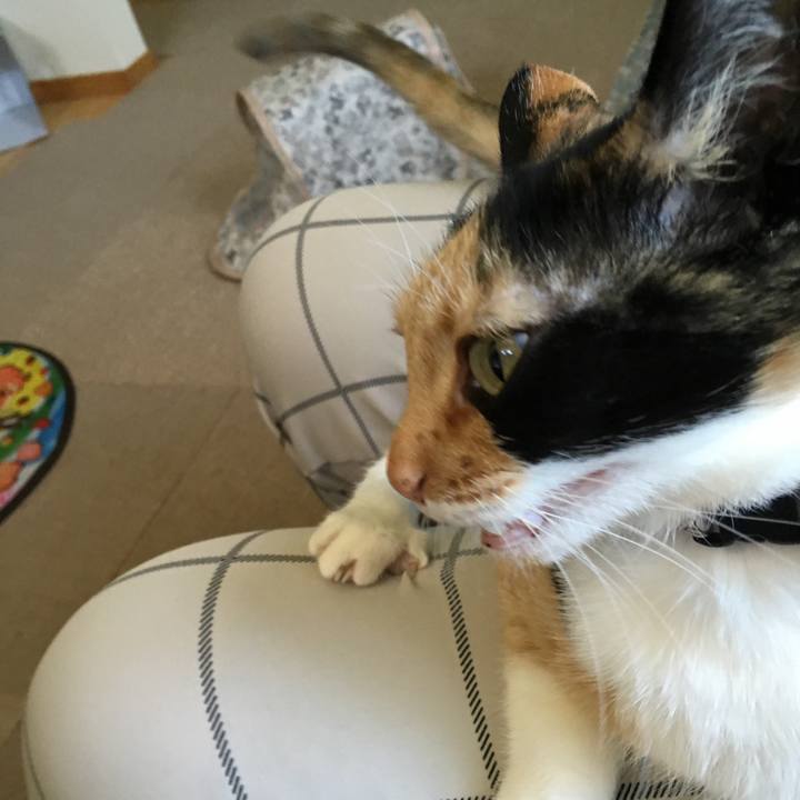 C4159ddd 9f5a 4532 b0f3 b83efb5c546b