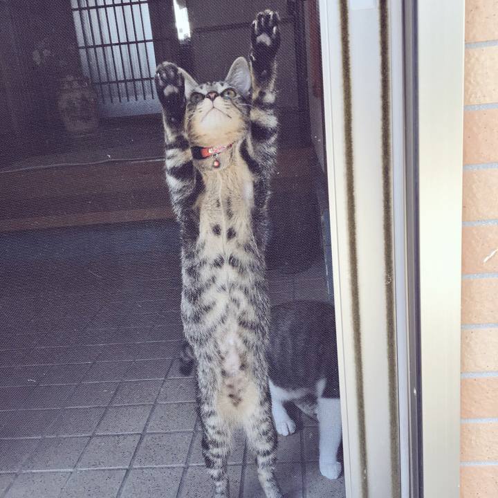 C417fc11 a58e 4bc8 ad47 1a43eece56dc