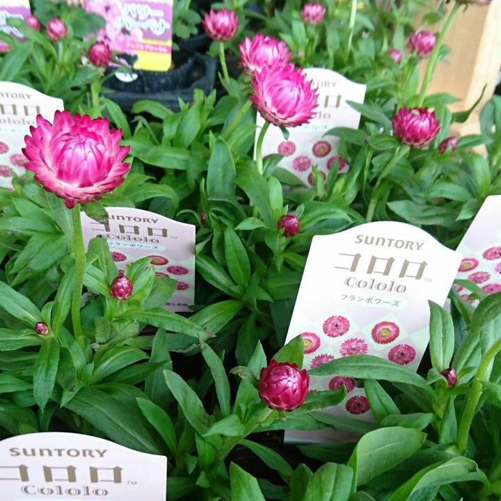 C4196062 f311 4ce0 9dc6 7879e4b58efa