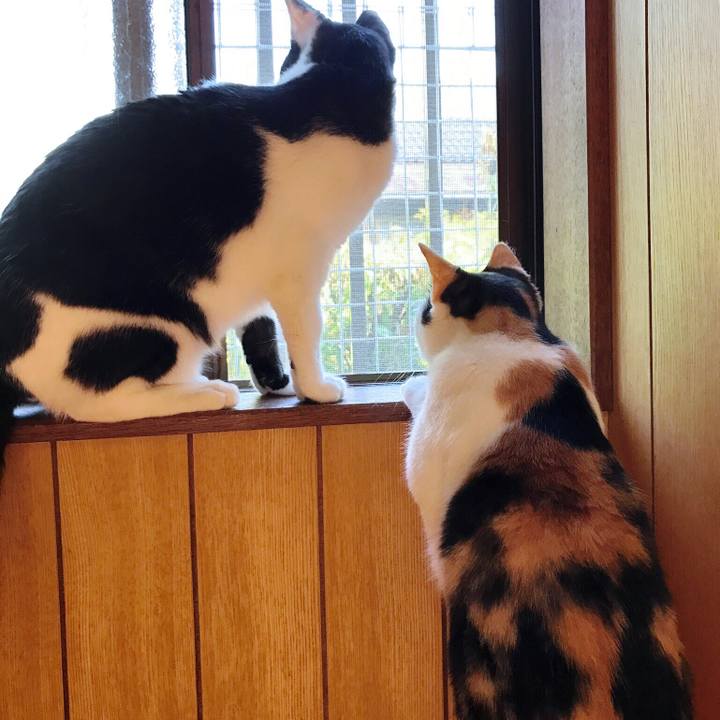 C419e255 458e 412e 9c0a f3c3c600539e