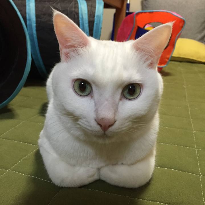 C41b3008 1d6f 4294 9a10 e4d9a40cb598