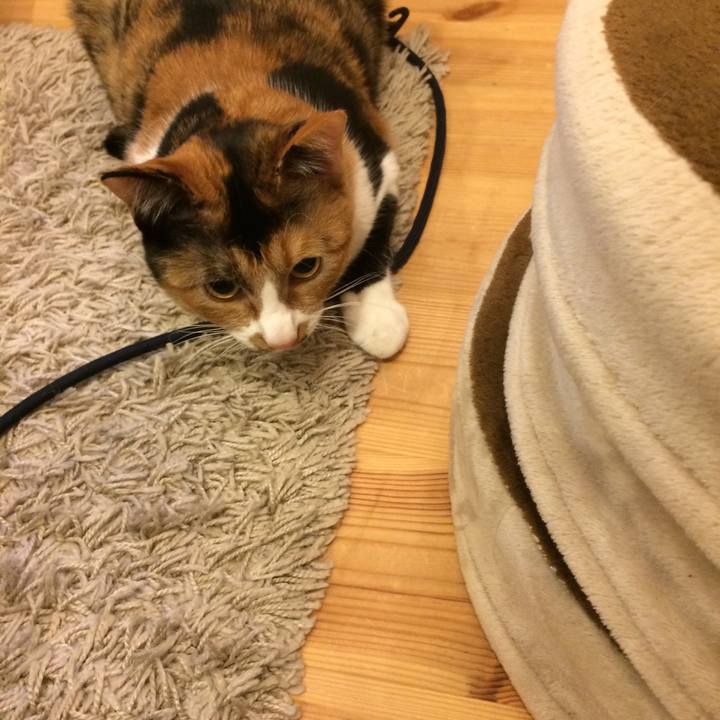 C41b329d a6fc 422f ba8d 6eed8fc95d63