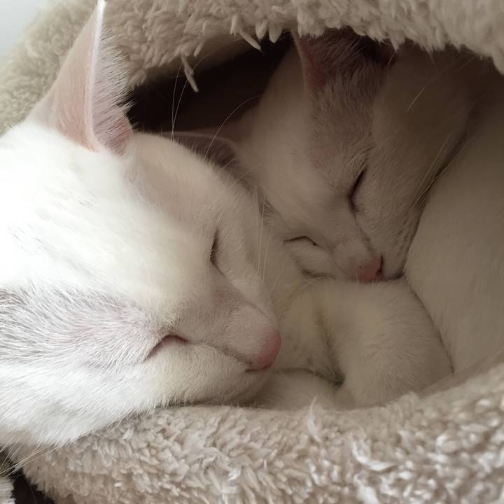 C41e98bb cc98 4e51 9c49 fc5adc1f65f2