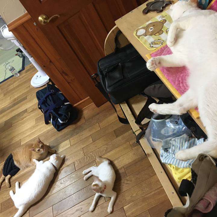 C4265aa2 e237 4d93 bb0e 21d628d41699