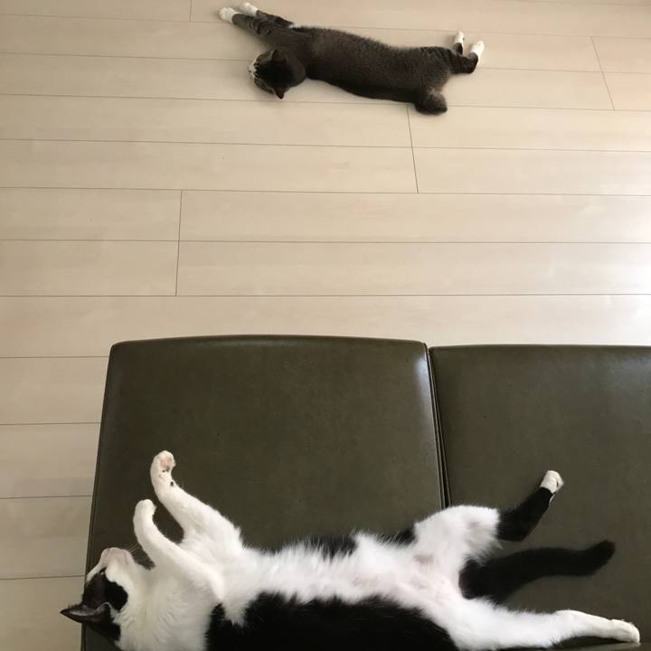 C427eb2f 0679 403f 8279 ff88c2dd2037