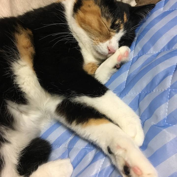 C42c0562 db1b 4596 96e7 8b95906b07d1