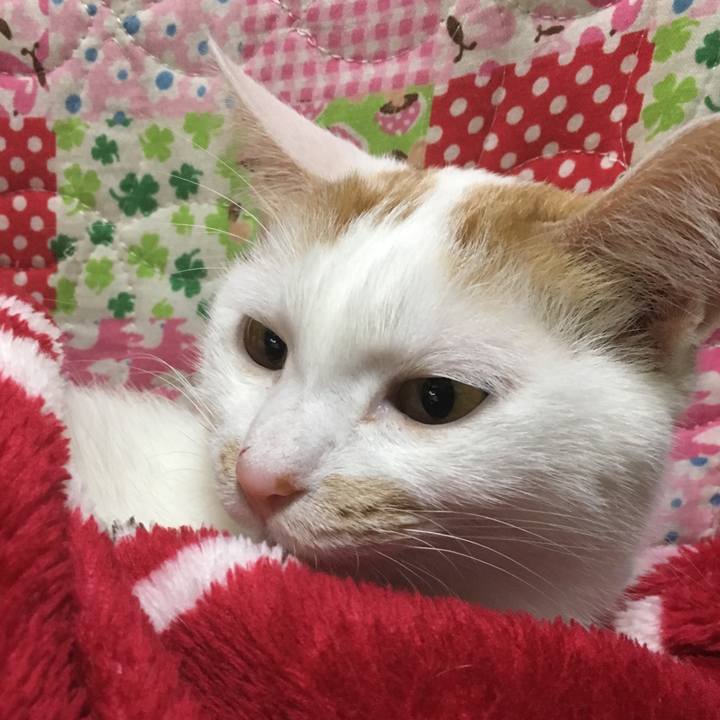 C42d0544 39c7 4fca b47e 5b634dcf4a4c