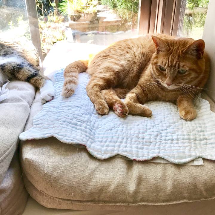 C43b9c7e 8d89 45f7 8eb2 464cd5ed8c0e