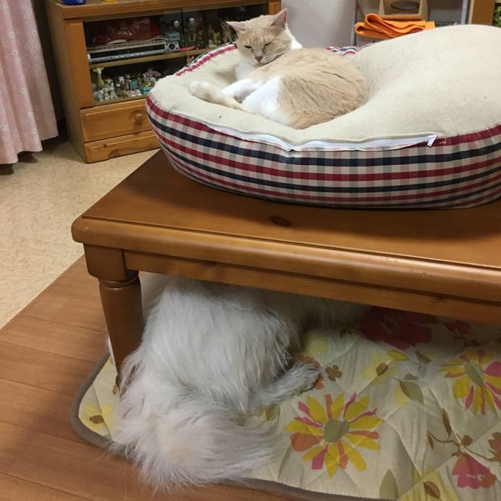 C4426270 5709 4480 98c3 523253b4ea32