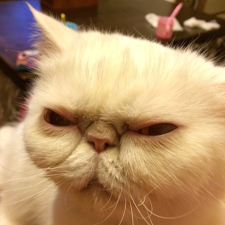 C4456f91 b6ff 4dbf aa7d fa6fb29b1c83