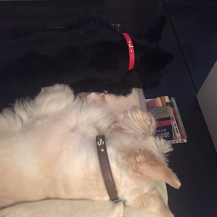 C446370c bcb5 4e90 8805 75c3faa2b3ff