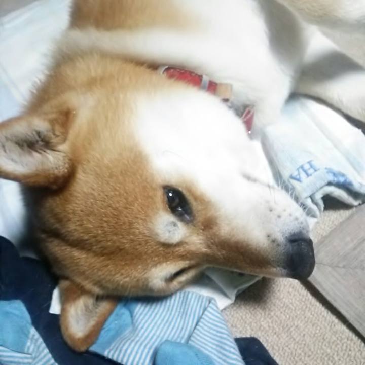 C448c29a 1bda 4dfe ad86 f95889776e9d