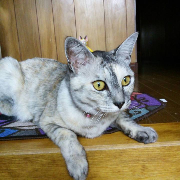 C44ae18a 6dbc 4f96 b31d 77e3fd256893