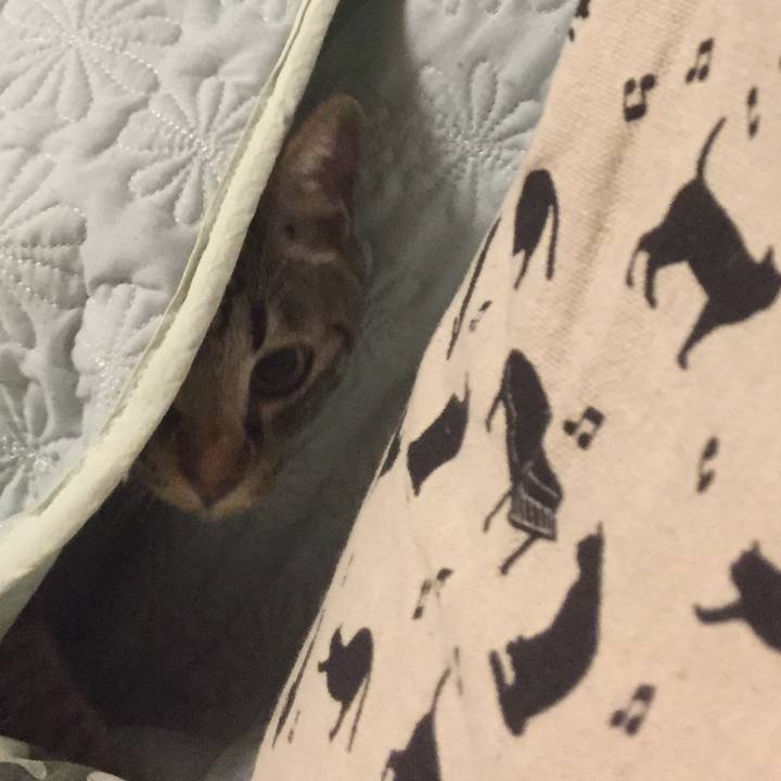 C454dfe9 38cb 4e81 82fa a745e1565aca