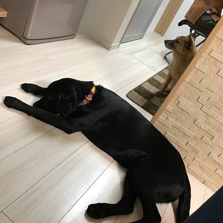 C46f45d3 229f 424a a94a f63fb3d3298e