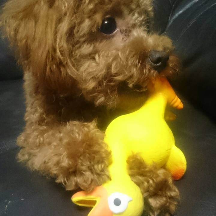 C472c7a8 1f50 42c9 b4ac 48605da847db