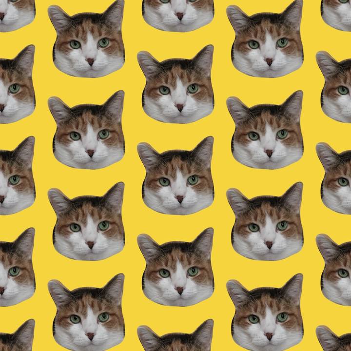 C475ee7d 9c2e 4c4f b6a6 8857ff9f2b70