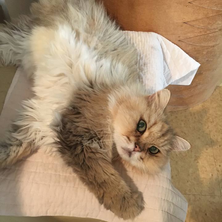 C478872f 78af 4cc7 86cd 315e573e706e