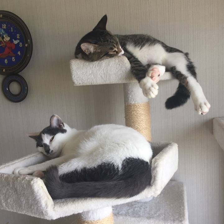 C47a68dd 882b 4878 ba11 c0b61b86c794